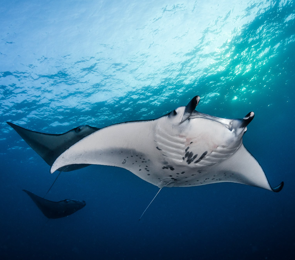 Manta Ray